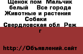 Щенок пом. Мальчик белый  - Все города Животные и растения » Собаки   . Свердловская обл.,Реж г.